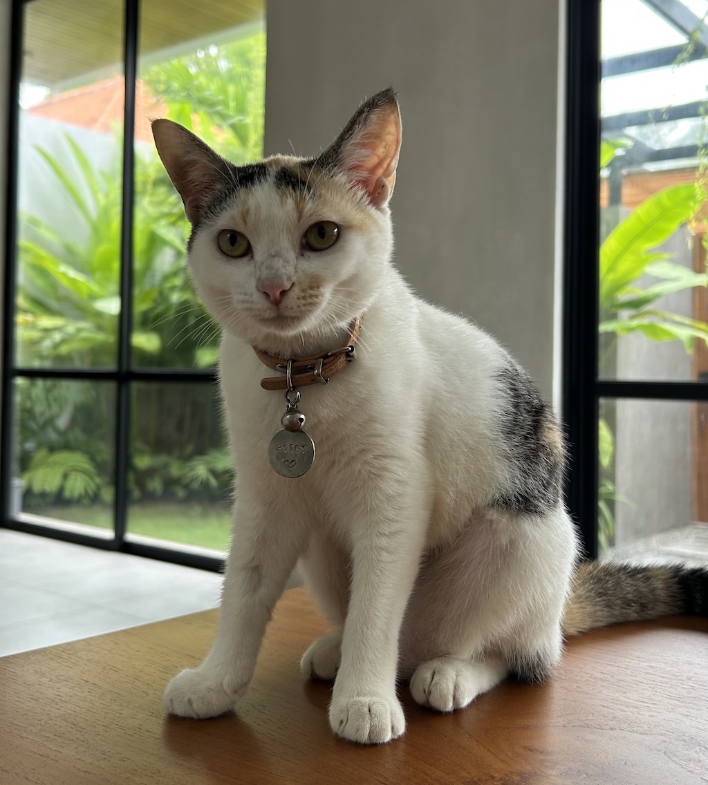 Original photo of a cute pet dog before Wondertoons animation transformation